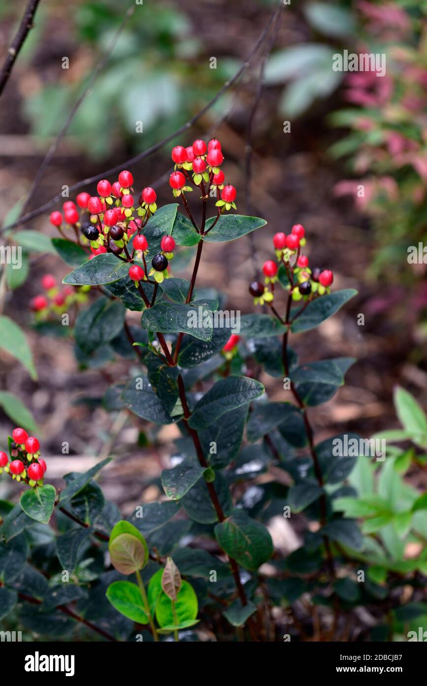 Hypericum Miracle Attraction,Glossy red berries,St Johns Wort,medicinal