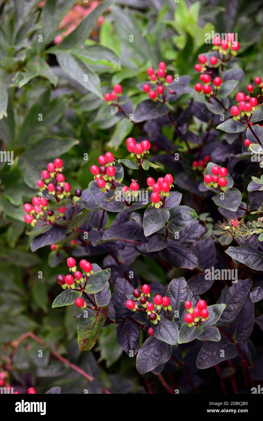 Hypericum Miracle Attraction,Glossy red berries,St Johns Wort,medicinal