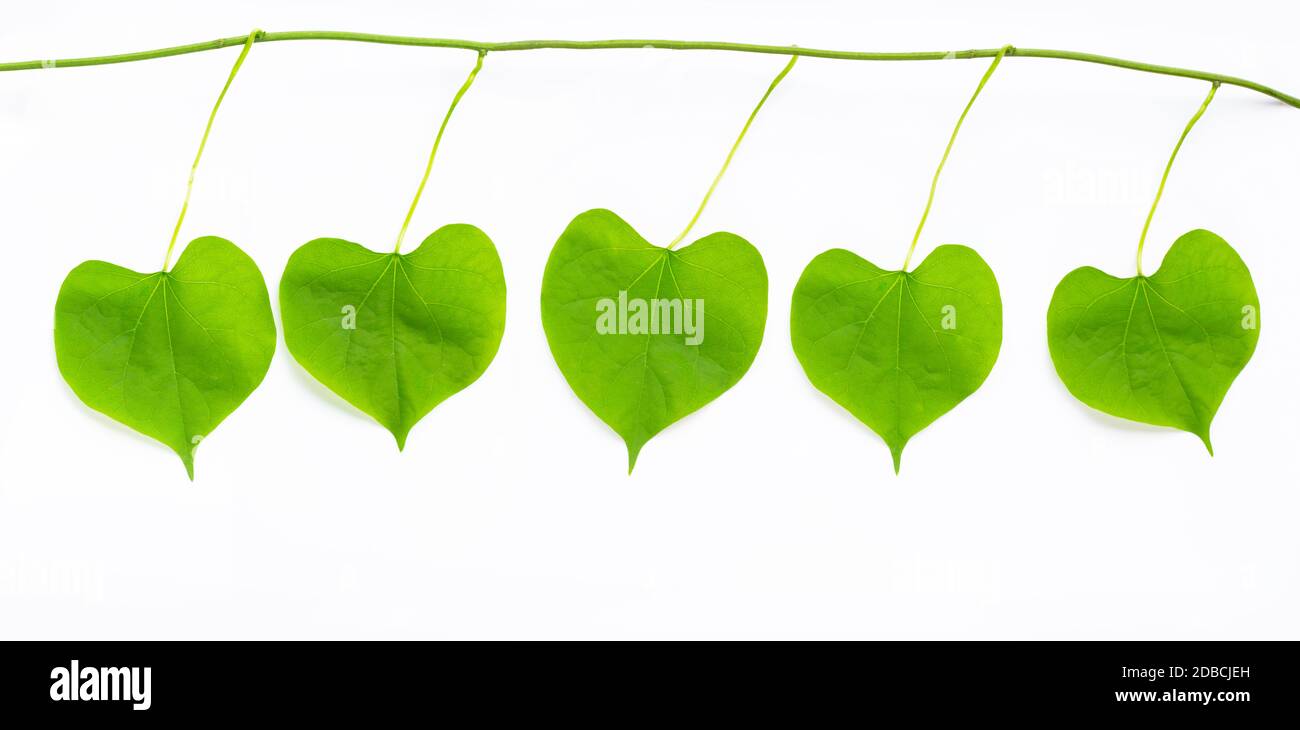 Green leaves heart shaped on white background Stock Photo - Alamy