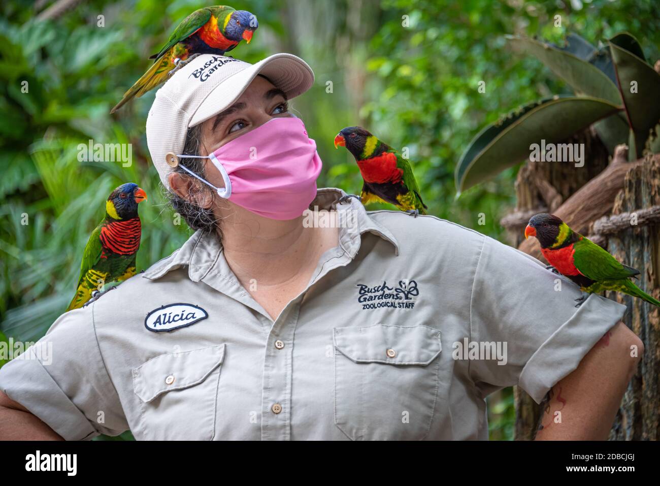 Bird keeper with attentive Coconut and Rainbow Lorikeets at the Lorikeet Glen aviary at Busch Gardens Tampa Bay in Tampa, Florida. (USA) Stock Photo