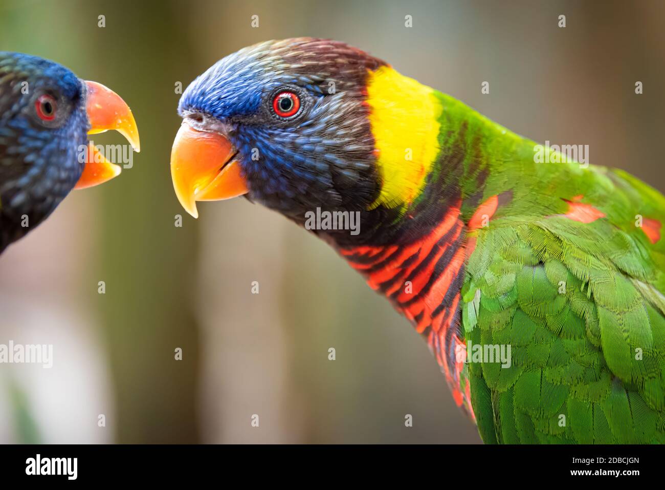 Two brightly colored lorikeets deep in conversation at Busch Gardens Tampa Bay in Tampa, Florida. (USA) Stock Photo