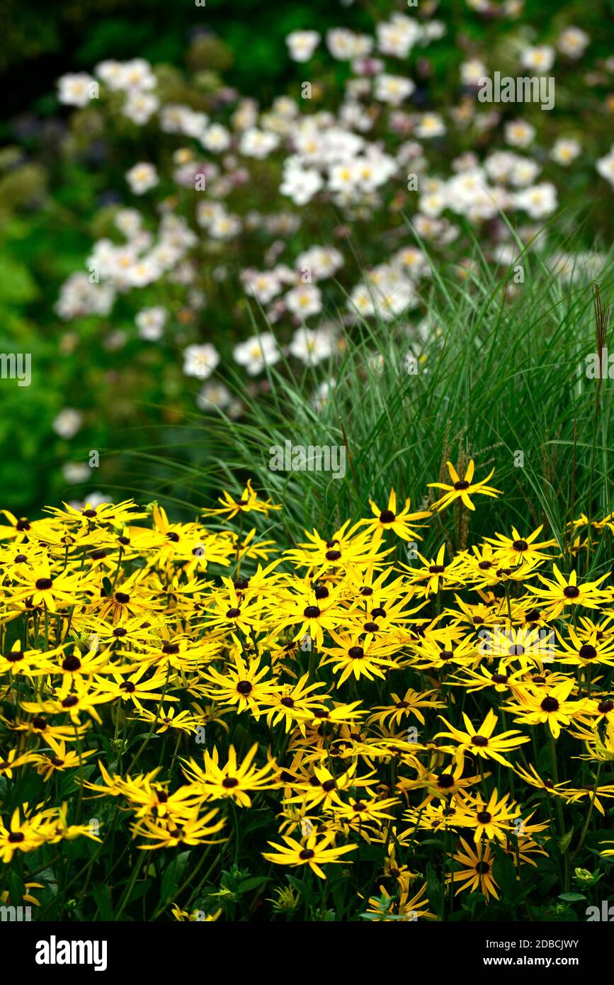 Rudbeckia fulgida var sullivantii Goldsturm,yellow flowers,flowering combination,mixed flowers,mixed planting scheme,RM Floral Stock Photo