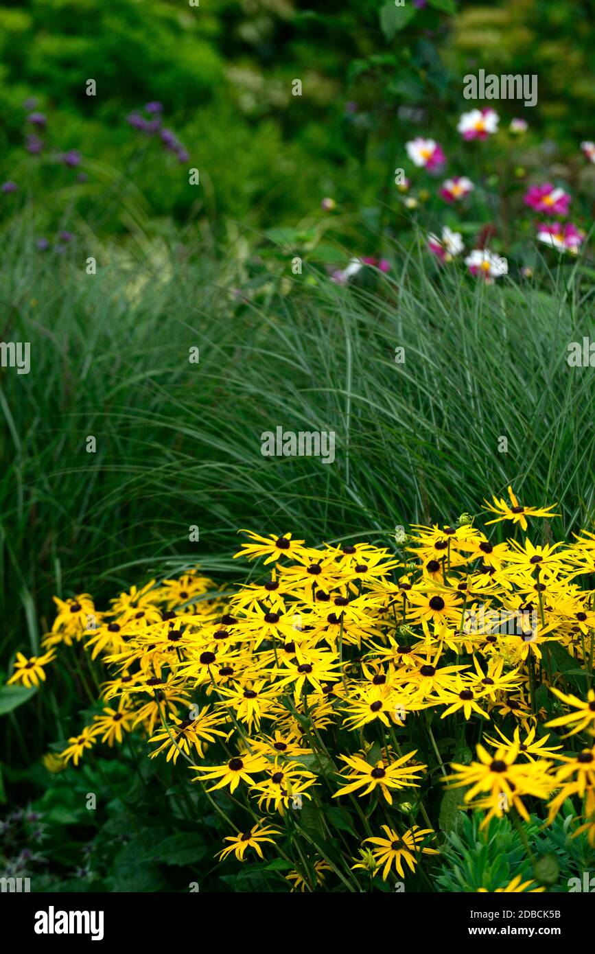 Rudbeckia fulgida var sullivantii Goldsturm,yellow flowers,Miscanthus sinensis Ferner Osten,flowering combination,mixed flowers,mixed planting scheme, Stock Photo