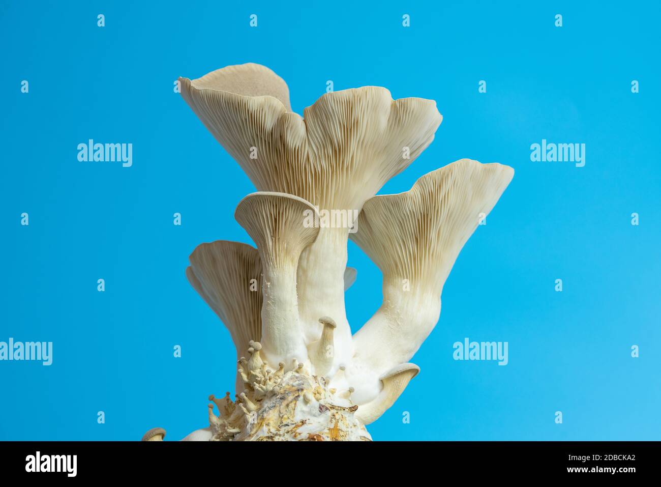 fresh royal oyster mushrooms for cooking vegetarian foods with a large