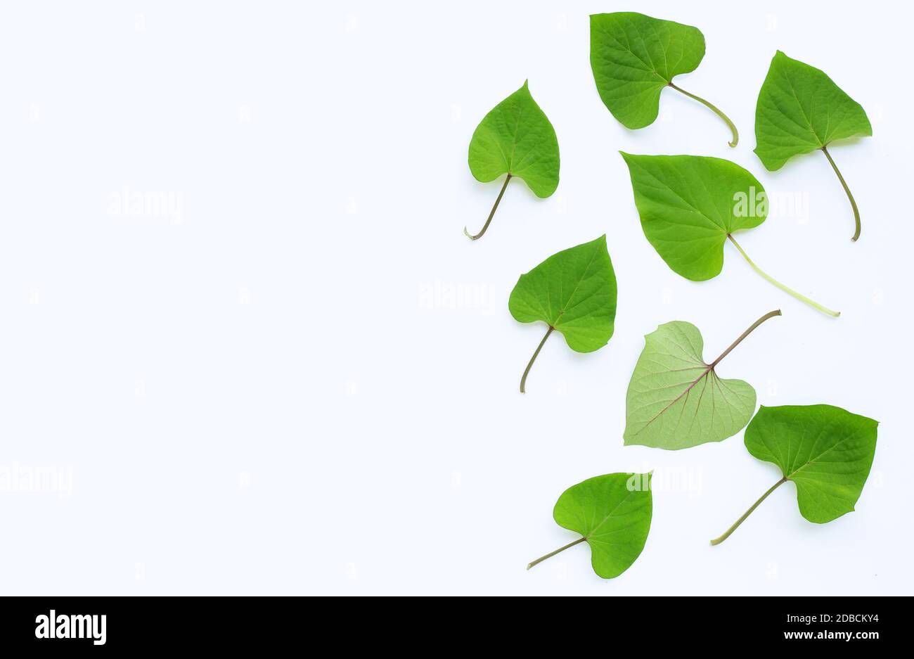Japanese sweet potato leaves on white background Stock Photo Alamy