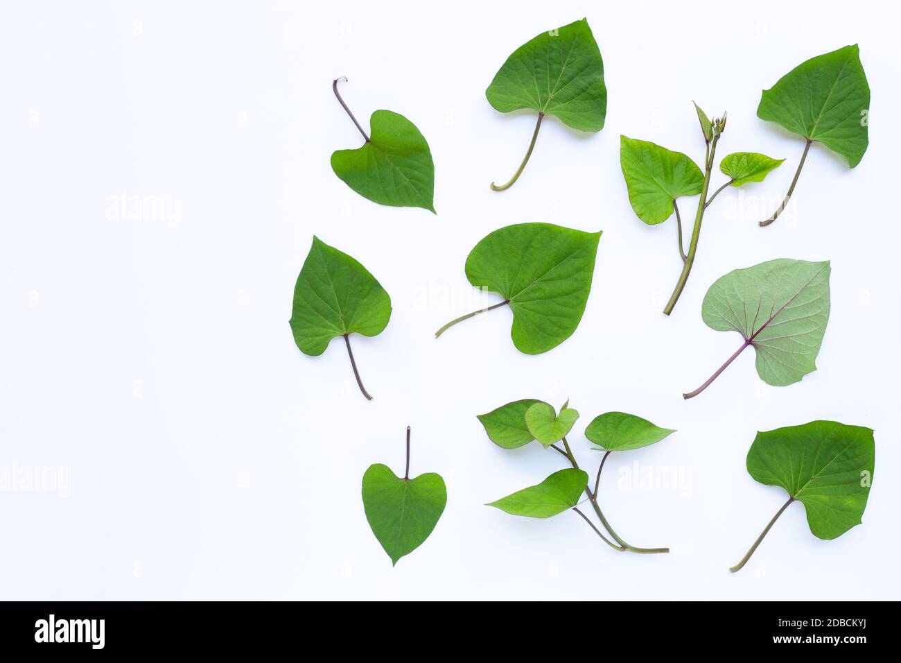 Japanese sweet potato leaves on white background Stock Photo Alamy