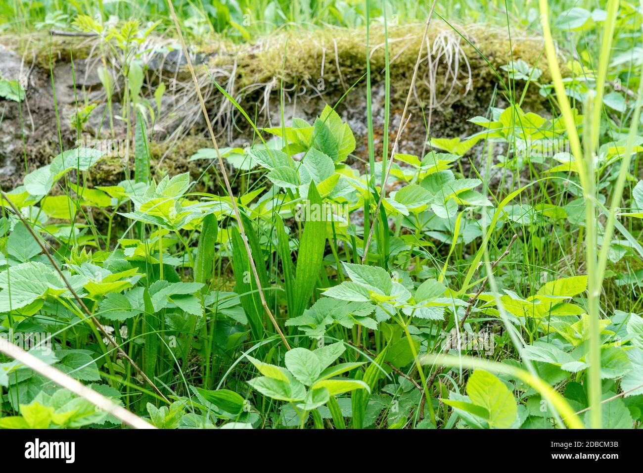 Yaw  and goutweed in the natural garden Stock Photo