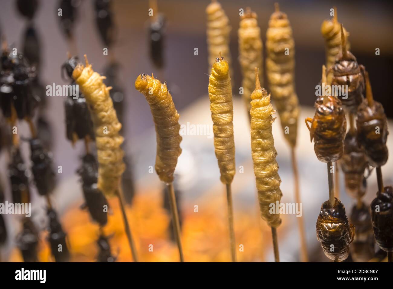 A view of crispy cooked worms and other insects served on wooden sticks Stock Photo