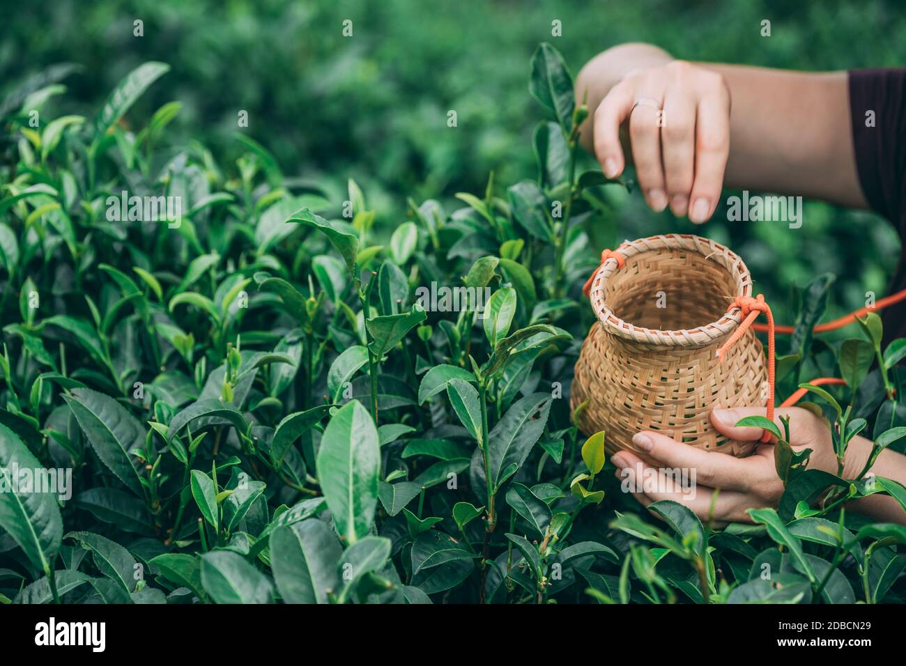A selective focus shot of a female collecting tea leaves Stock Photo