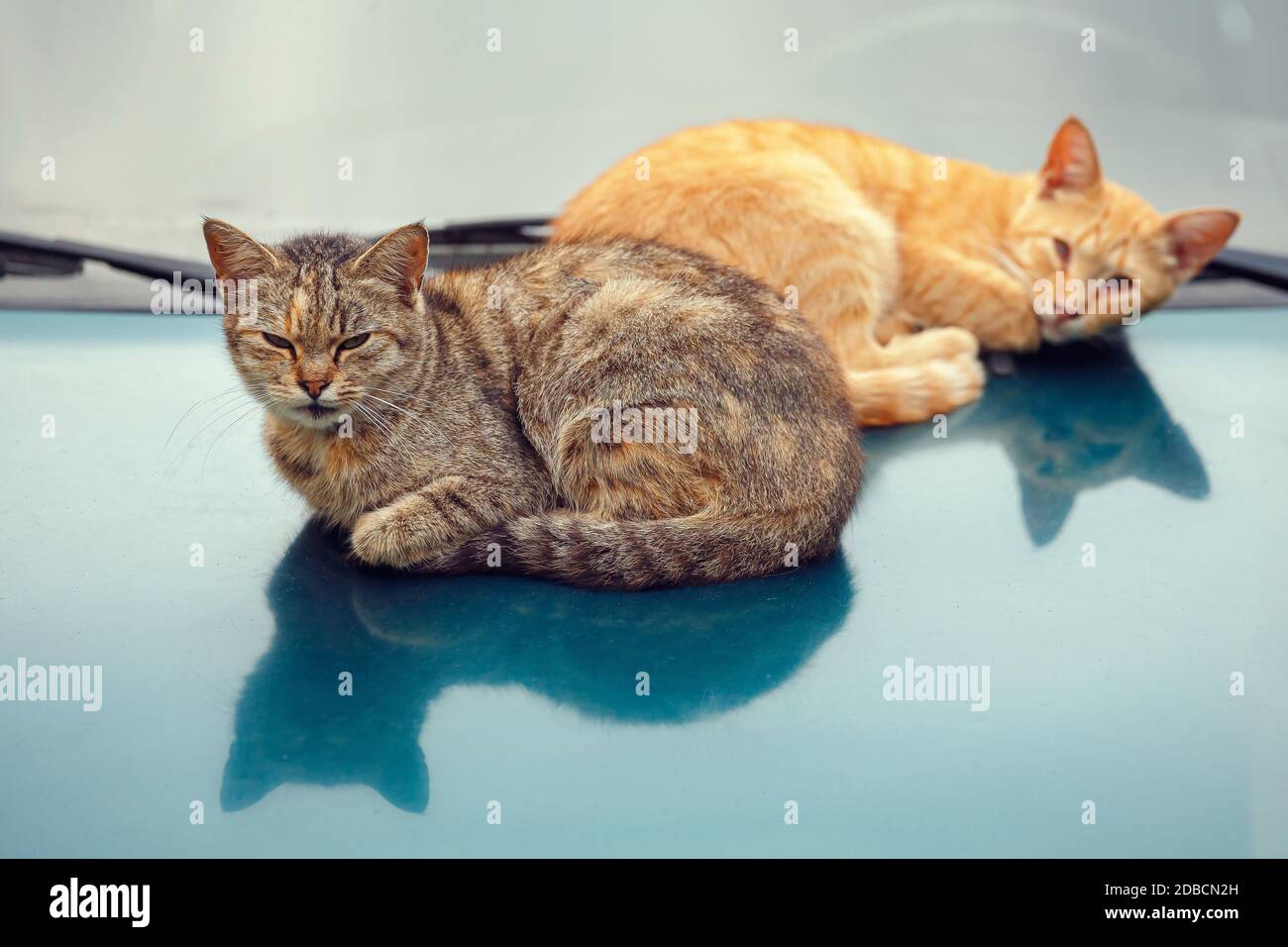 Two cats are basking on the hood of a car Stock Photo