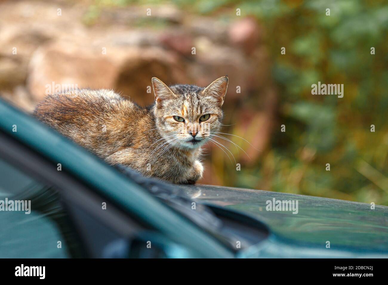 Sick cat basking on the hood of the car. Stock Photo