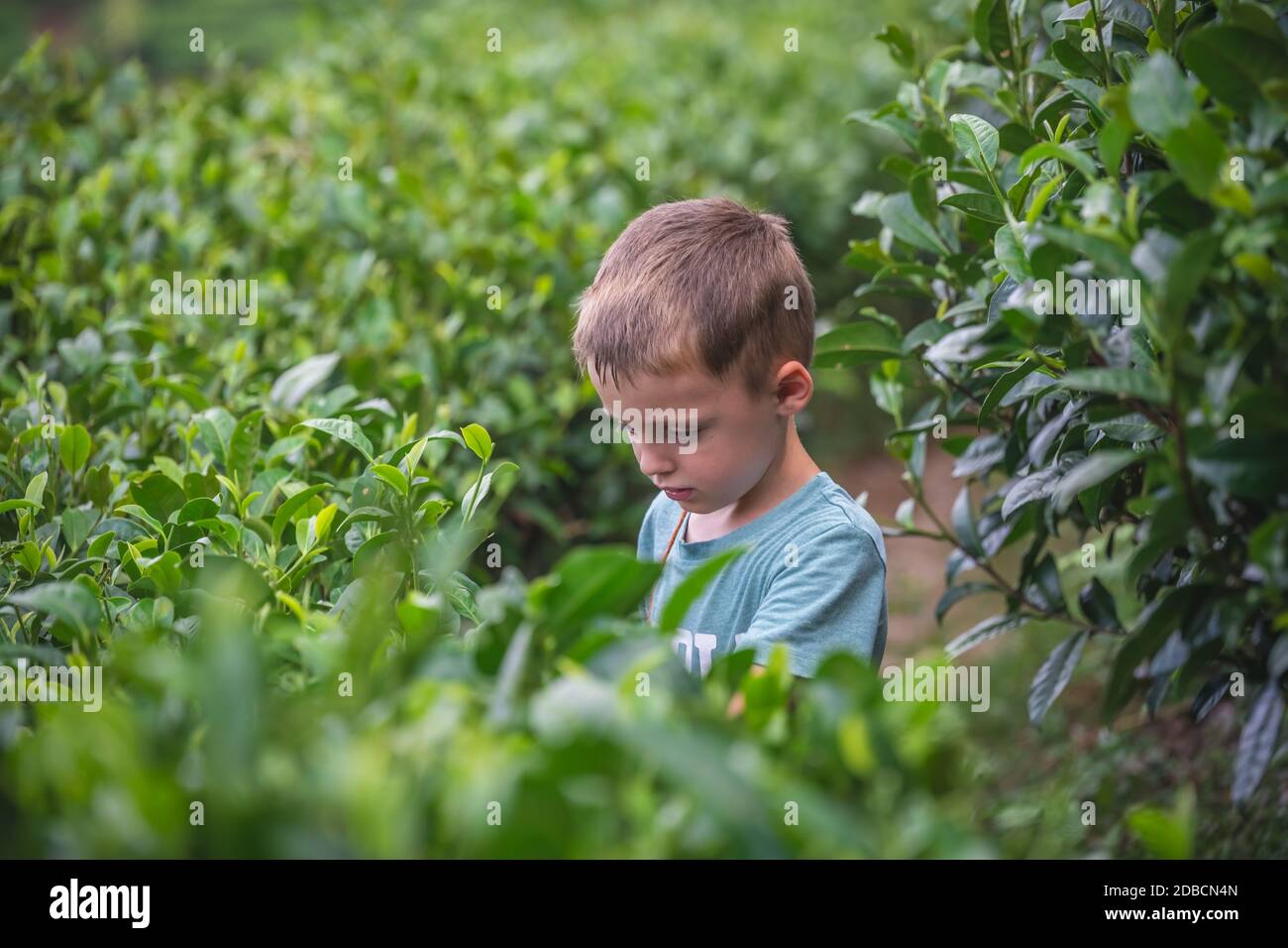 Beautiful closeup of a boy collecting tea leaves on a plantation Stock Photo