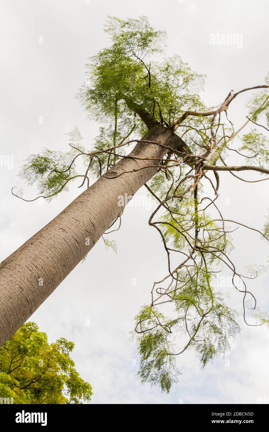 Moringa drouhardii hi-res stock photography and images - Alamy