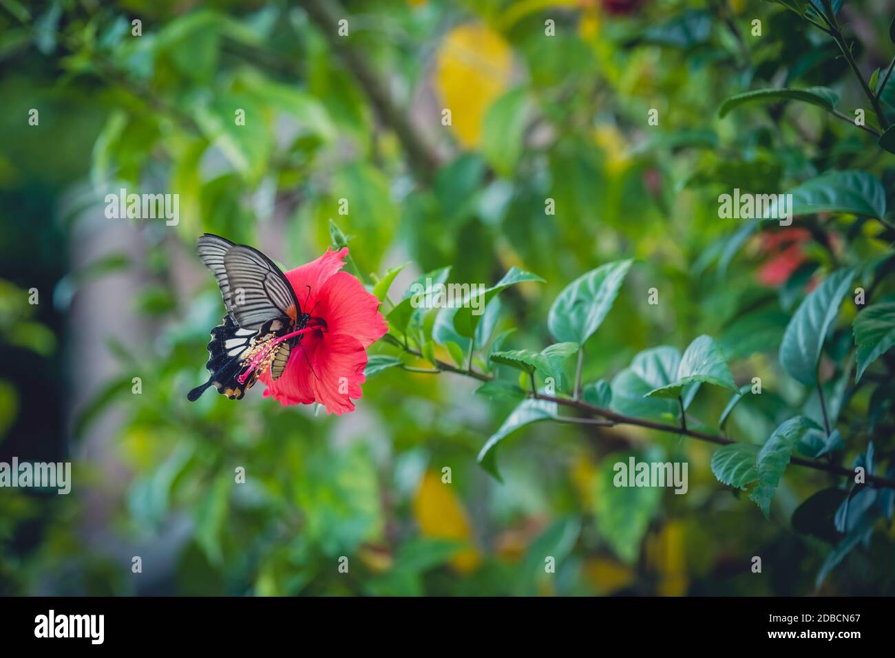 A beautiful shot of a butterfly on a red flower surrounded by plants in the garden Stock Photo