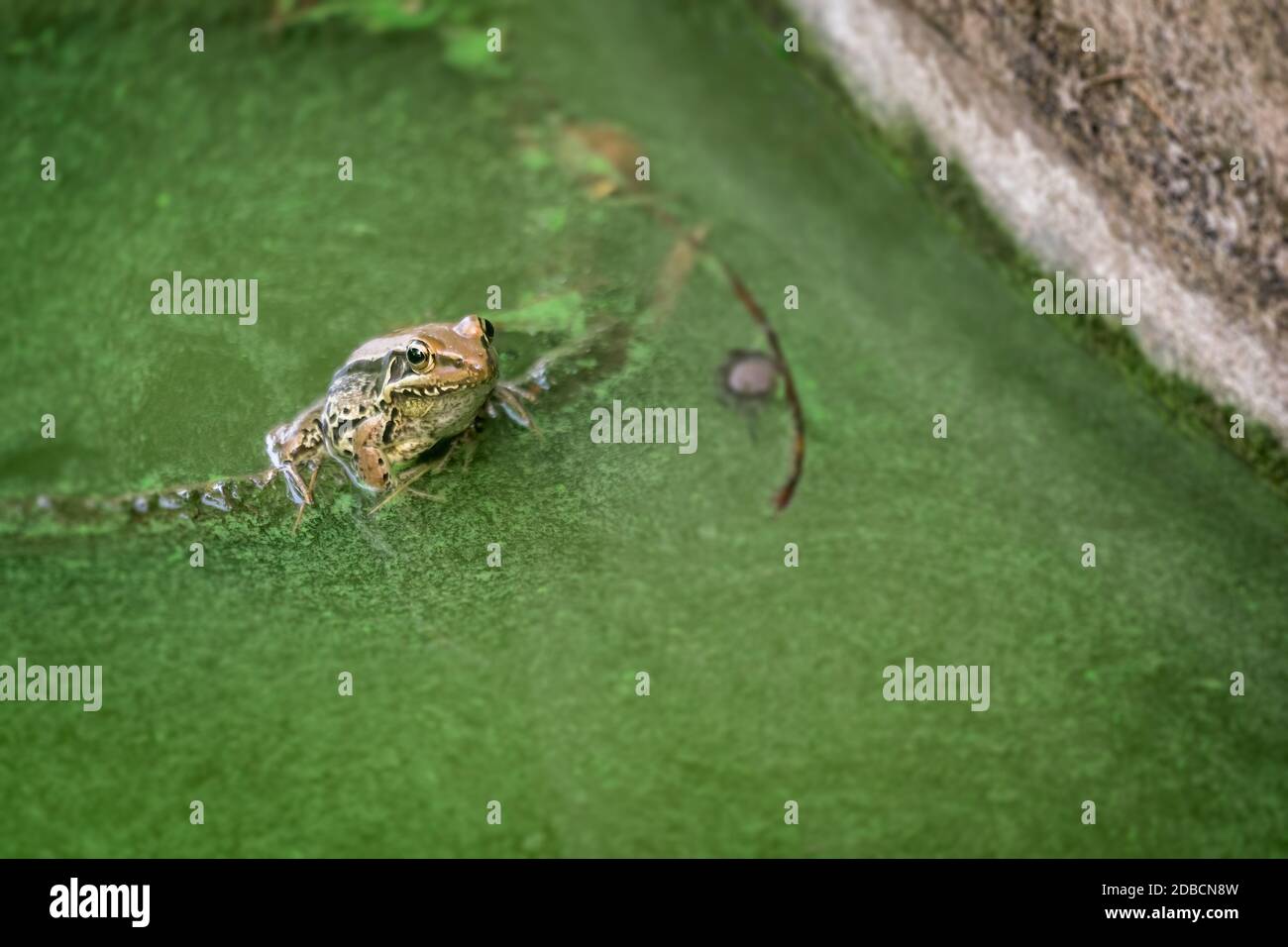 A closeup shot of a small frog by the edge of a pond full of moss Stock Photo