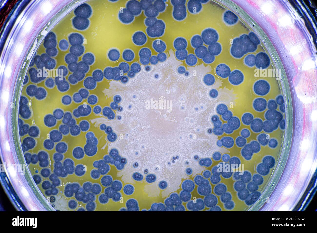 Growth of bacteria and mold in a petri dish Stock Photo