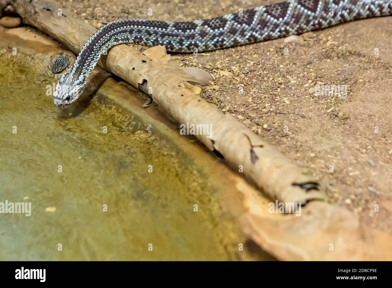 Rattlesnake, Crotalus atrox. Western Diamondback. Dangerous snake Stock
