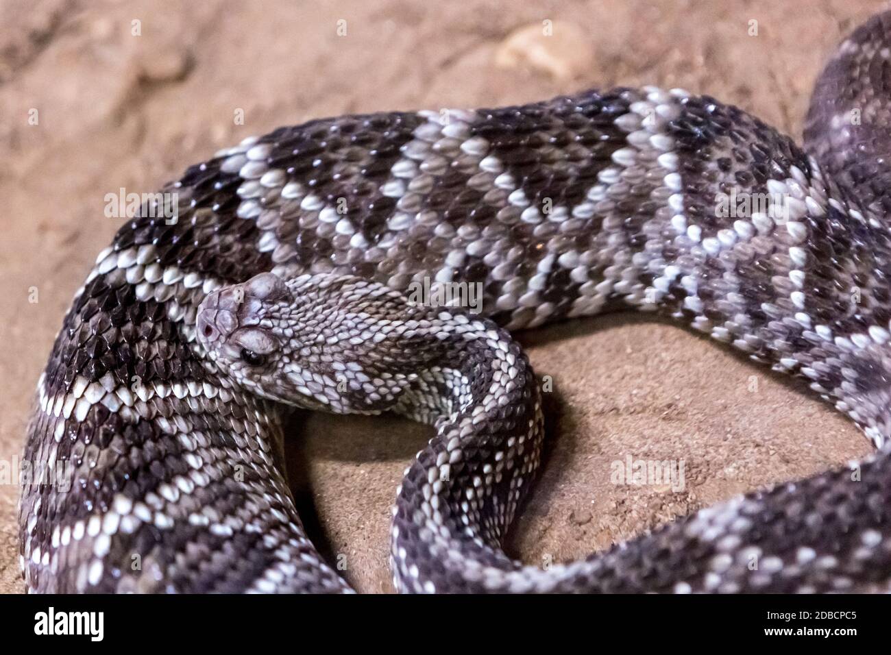 Rattlesnake, Crotalus atrox. Western Diamondback. Dangerous snake Stock ...