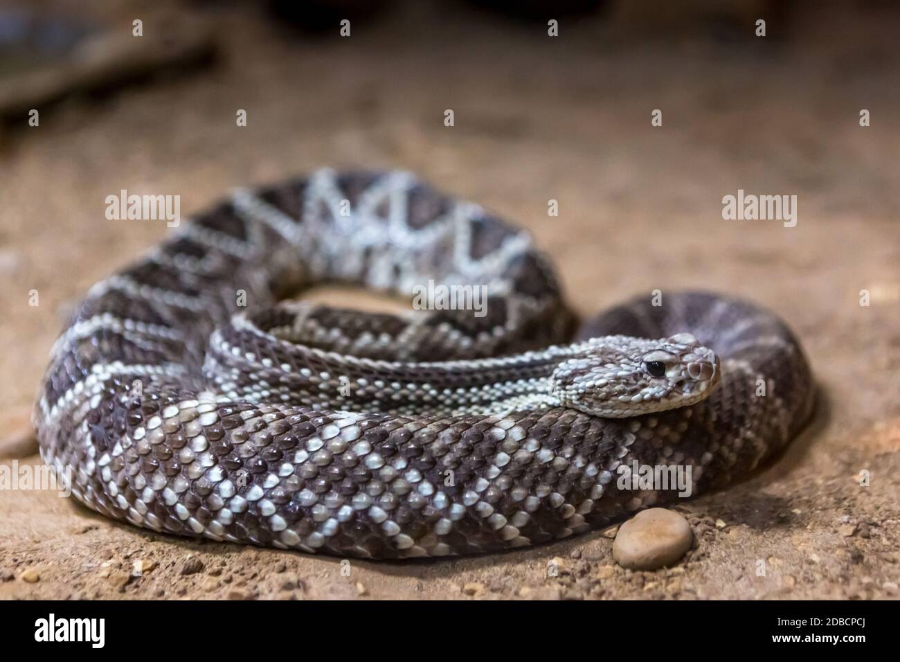 Rattlesnake, Crotalus atrox. Western Diamondback. Dangerous snake. Stock Photo
