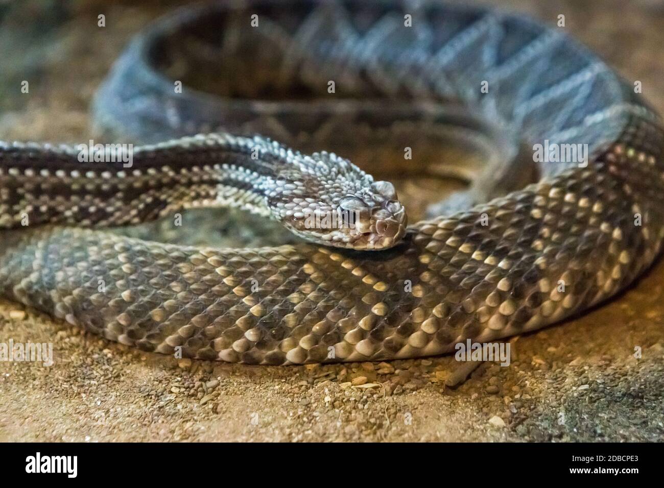 Rattlesnake, Crotalus atrox. Western Diamondback. Dangerous snake. Stock Photo