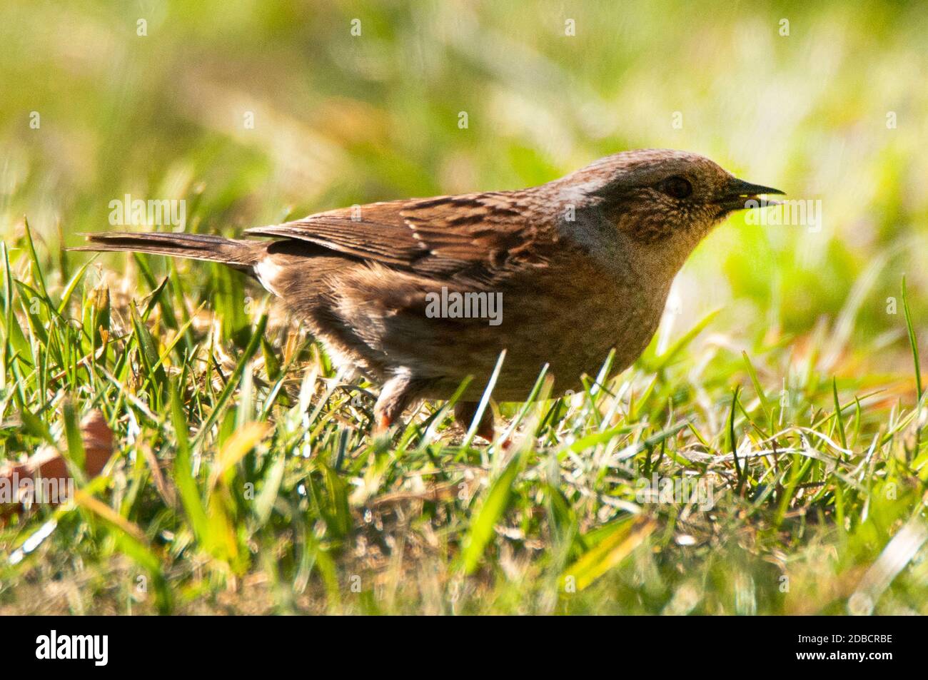 Hedge Sparrow / Dunnock / Prunella modularis Stock Photo