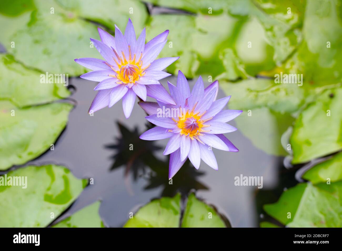 Purple water lilies, Violet lotus blooming in the pond Stock Photo - Alamy