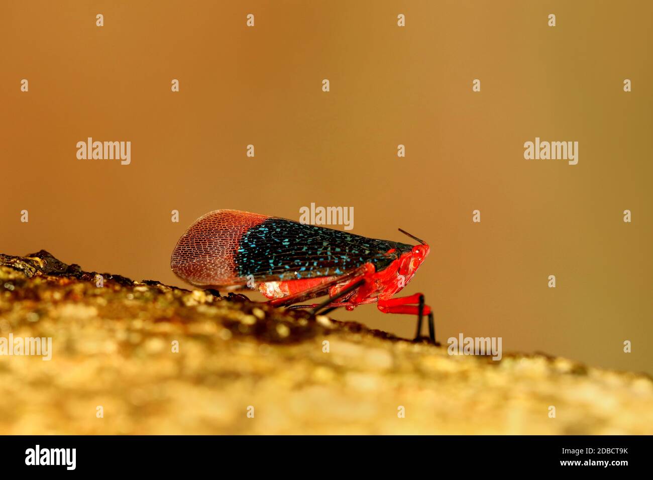 Lantern Fly, Kalidasa Species, Agumbe, Karnataka, India Stock Photo