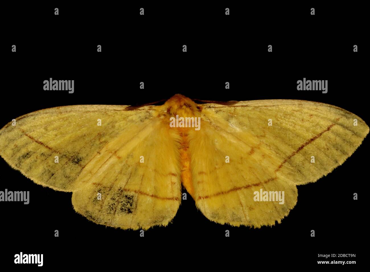 Monkey Moth, Eupterotidae, Anshi Tiger reserve, Uttarakannada, karnataka,India Stock Photo