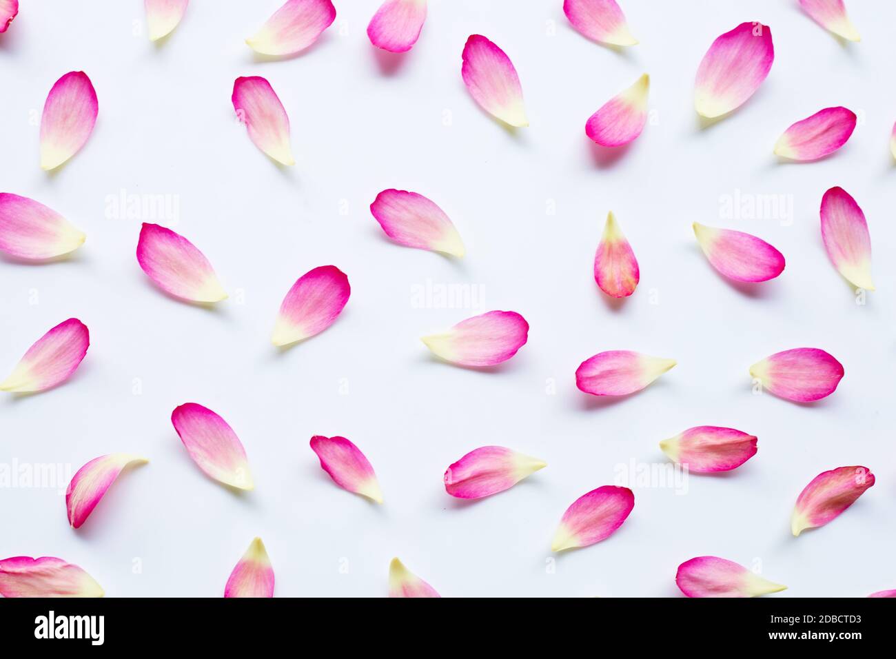 Lotus petals on white background Stock Photo Alamy