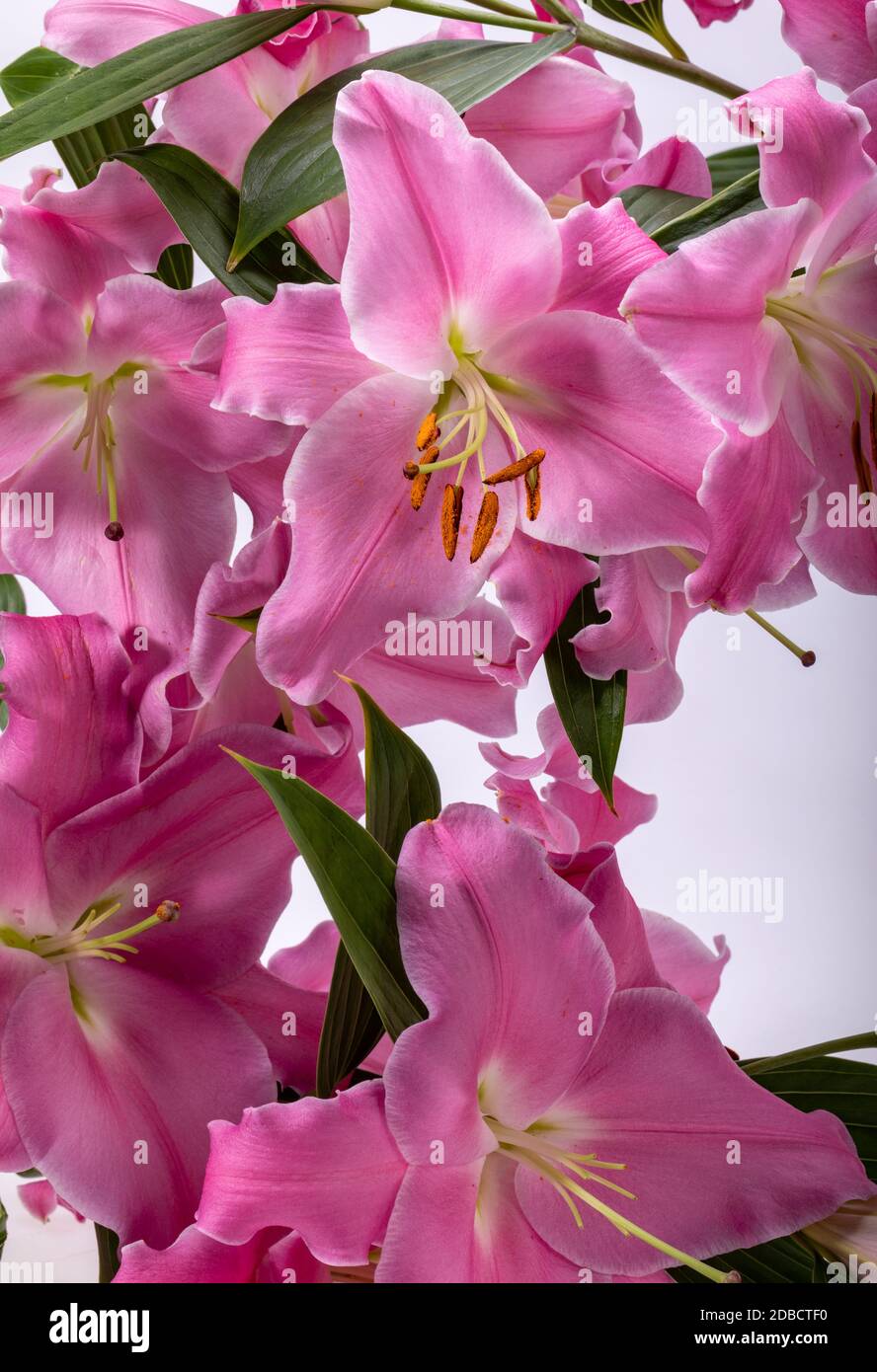 Closeup of pink liles flowers. Common names for species in this genus