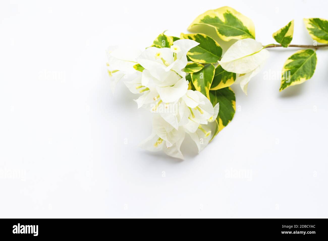 Beautiful white bougainvillea flower on white background Stock Photo