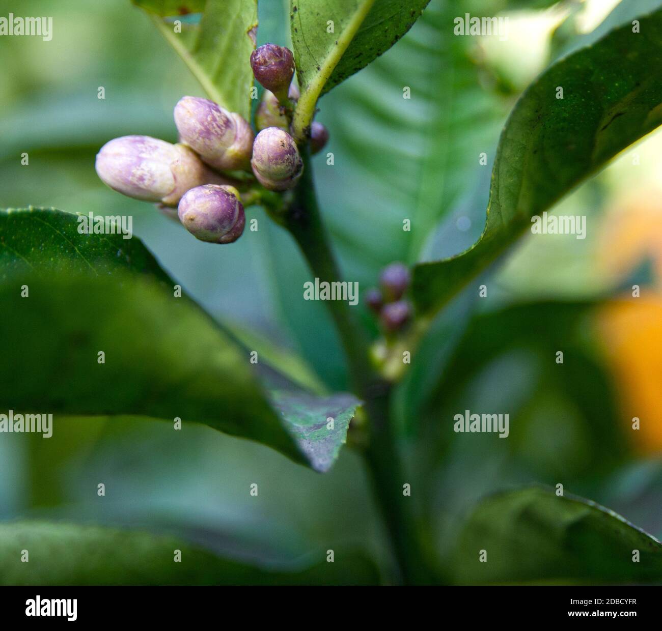 Lemon tree bud before flowering Stock Photo Alamy