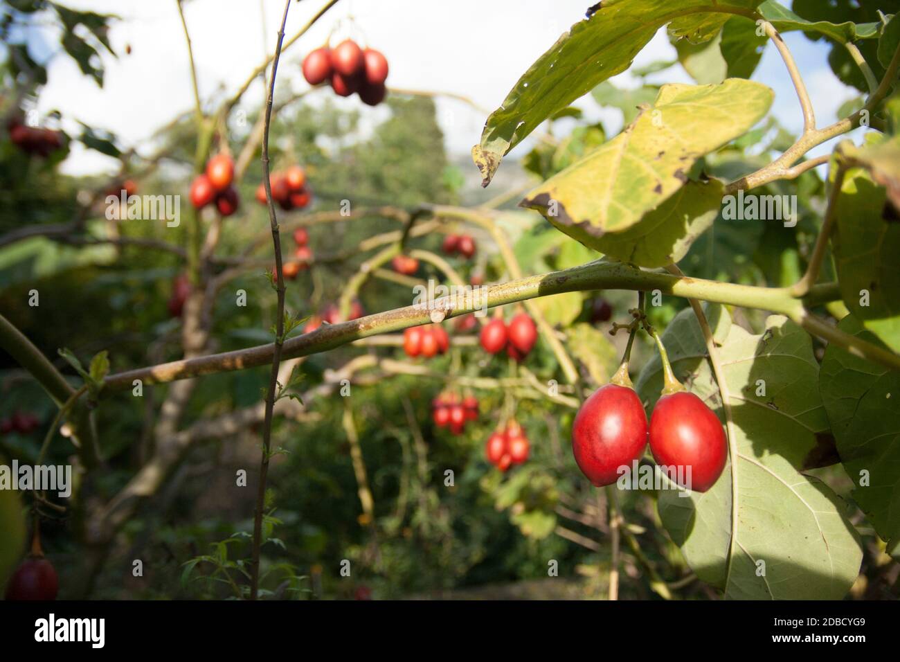 Tamarillo, Cyphomandra crassicaulis. This original shrub can produce elongated tomatoes. Primarily used for food in its native region, South America. Stock Photo