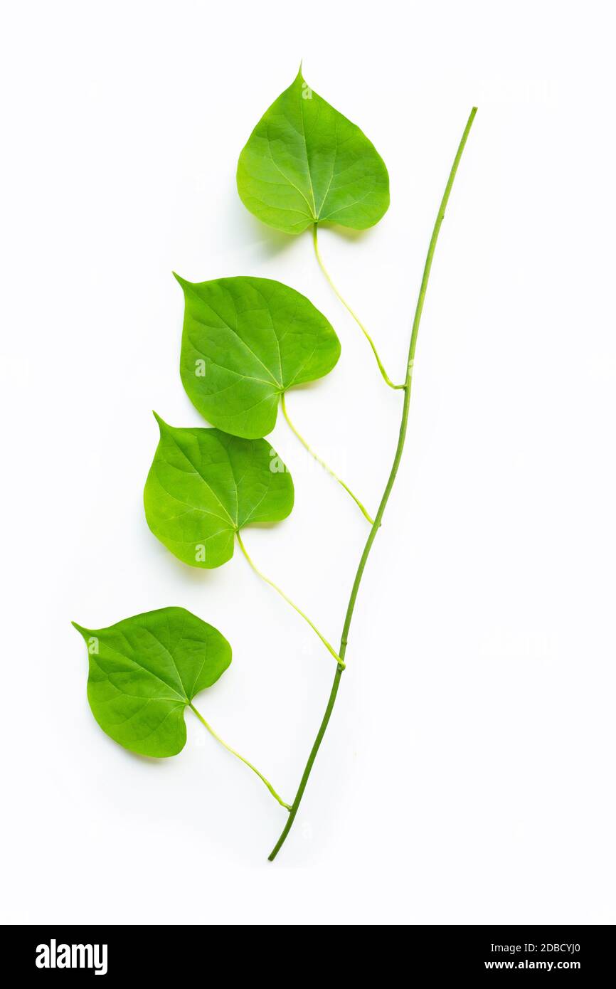 Green leaves heart shaped on white background Stock Photo - Alamy