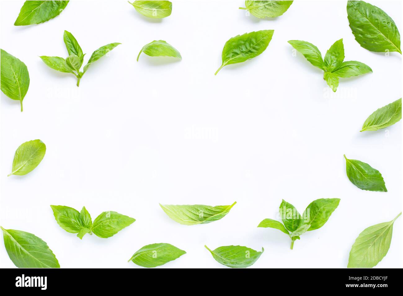 Frane made of basil leaves on white background. Stock Photo