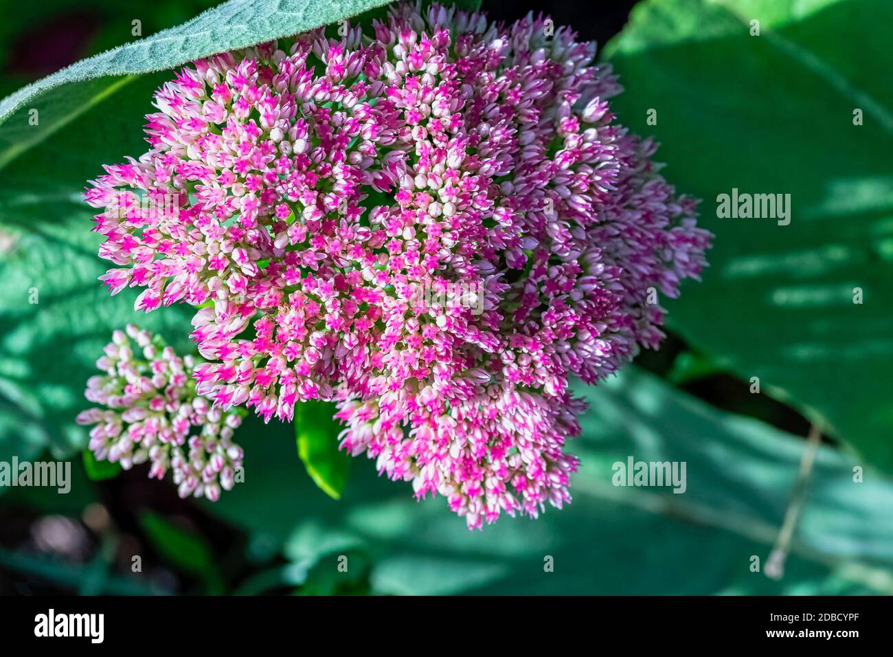 Hylotelephium telephium or Sedum telephium known as orpine, livelong, frog's-stomach, harping Johnny, life-everlasting, live-forever, midsummer-men, Orphan John and witch's moneybags Stock Photo
