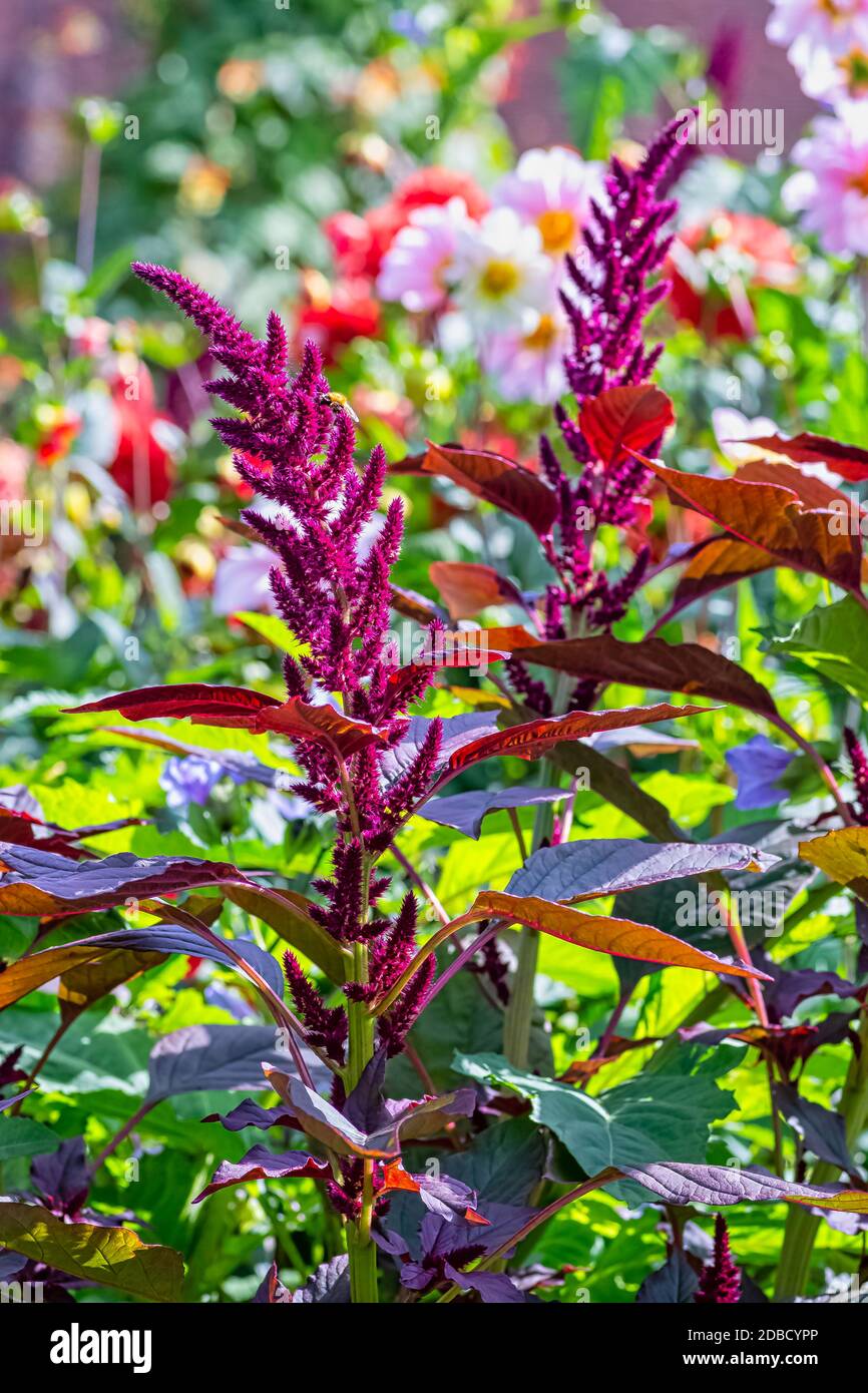 Amaranthus hypochondriacus is an ornamental plant known as Prince-of-Wales feather or prince's-feather endemic to Mexico Stock Photo