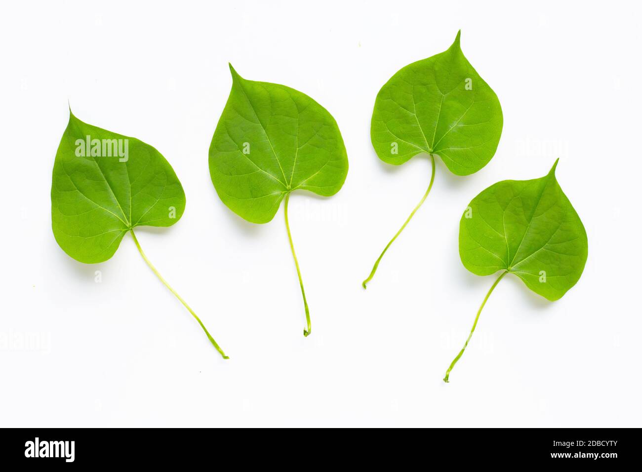 Green leaves heart shaped on white background Stock Photo - Alamy