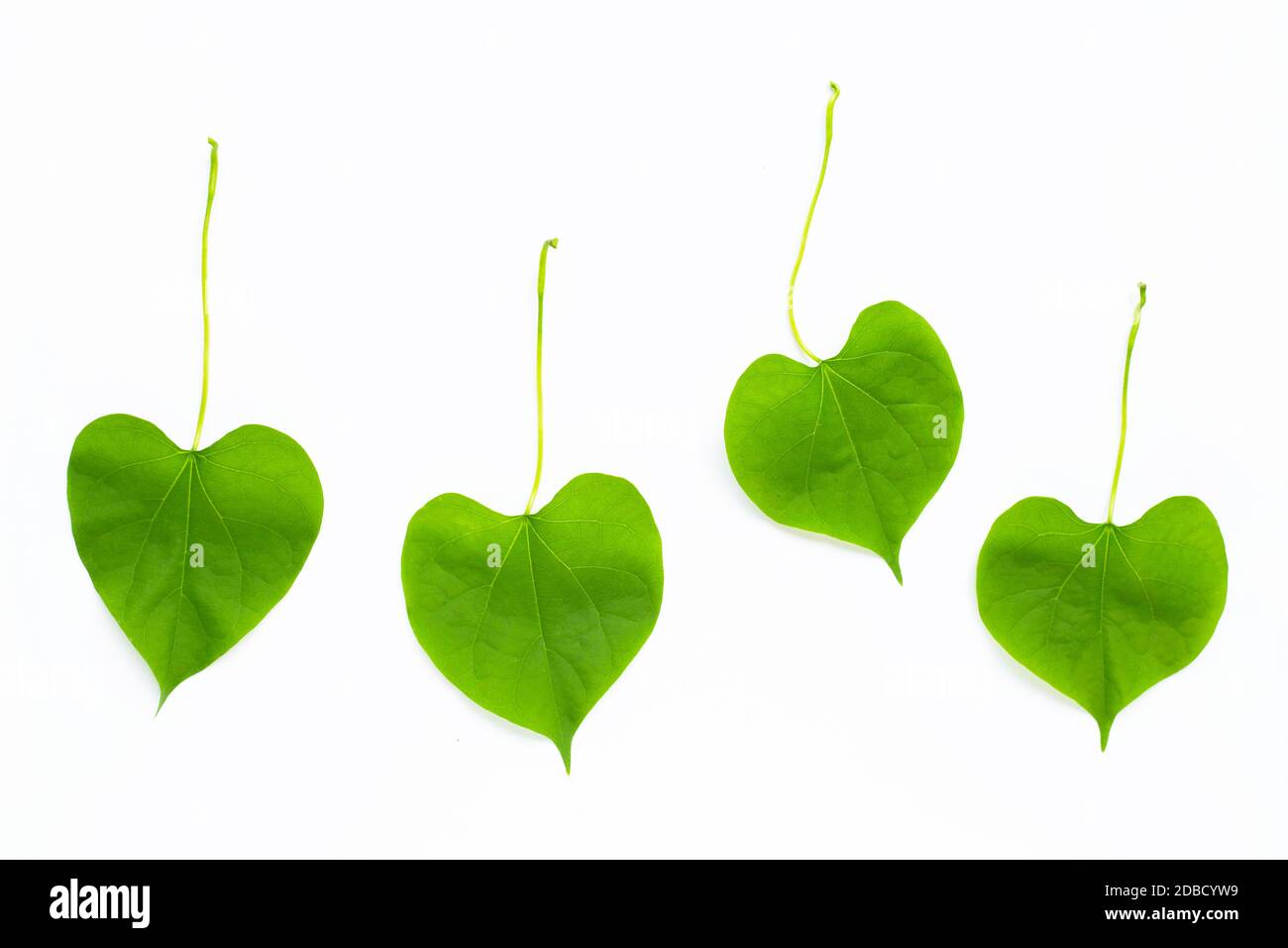 Green leaves heart shaped on white background Stock Photo - Alamy
