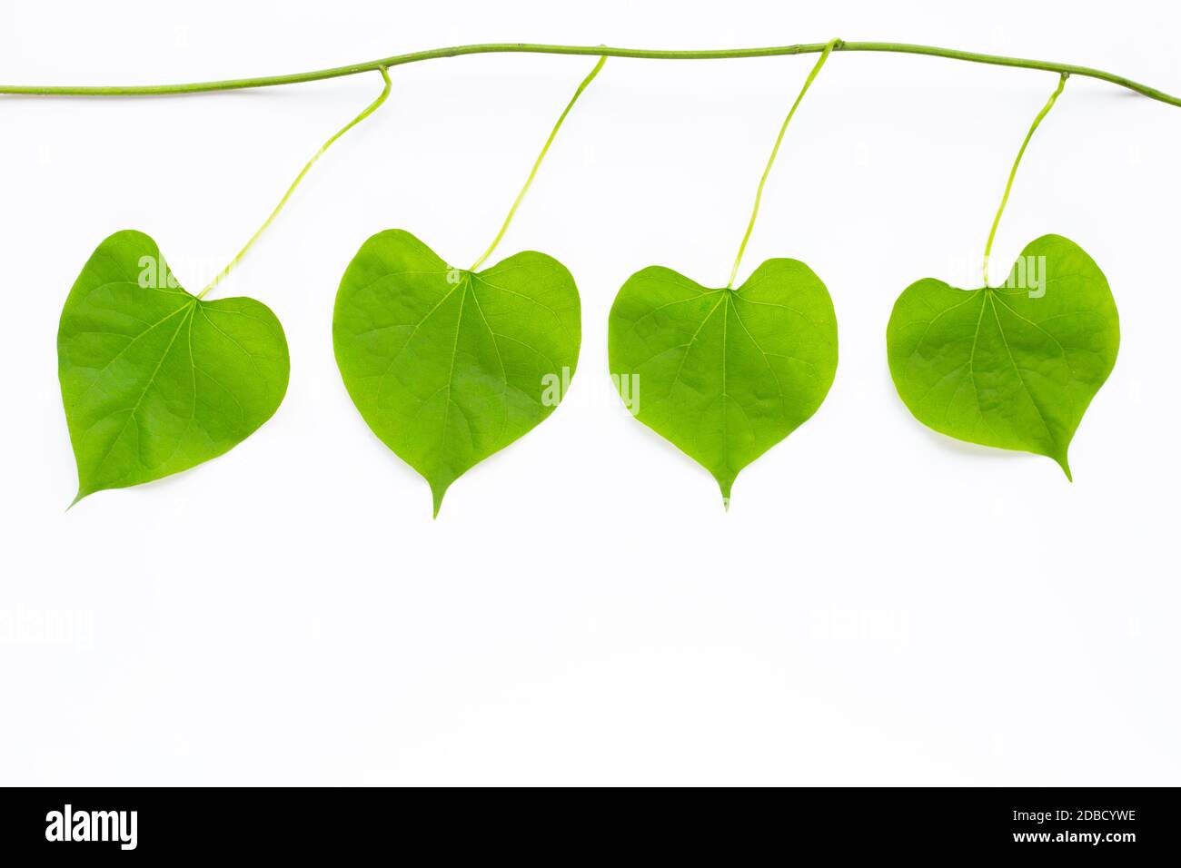 Green leaves heart shaped on white background Stock Photo - Alamy
