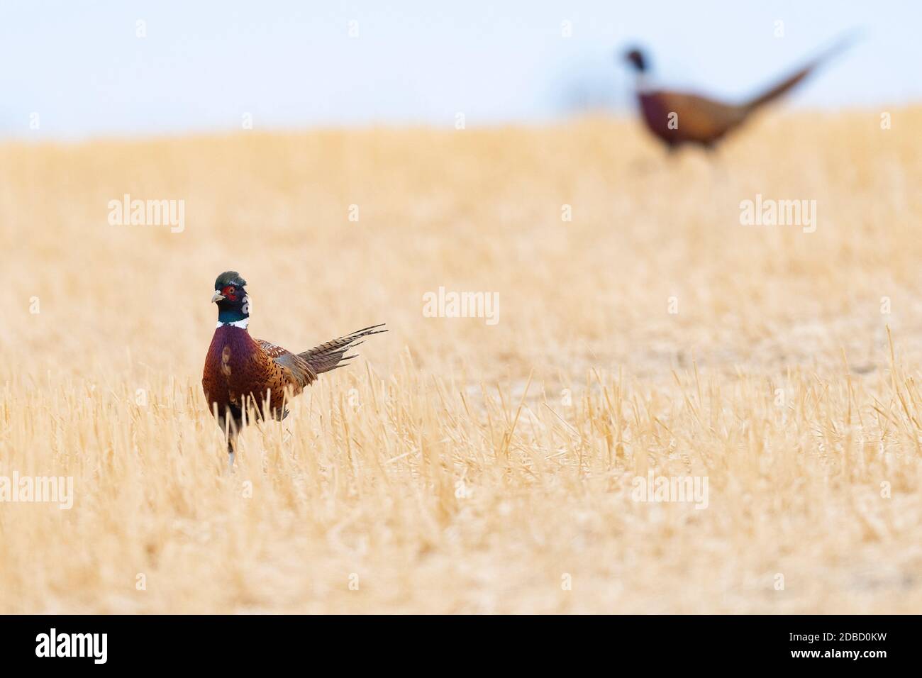 A flock of Pheasants in South Dakota on an autumn day Stock Photo Alamy