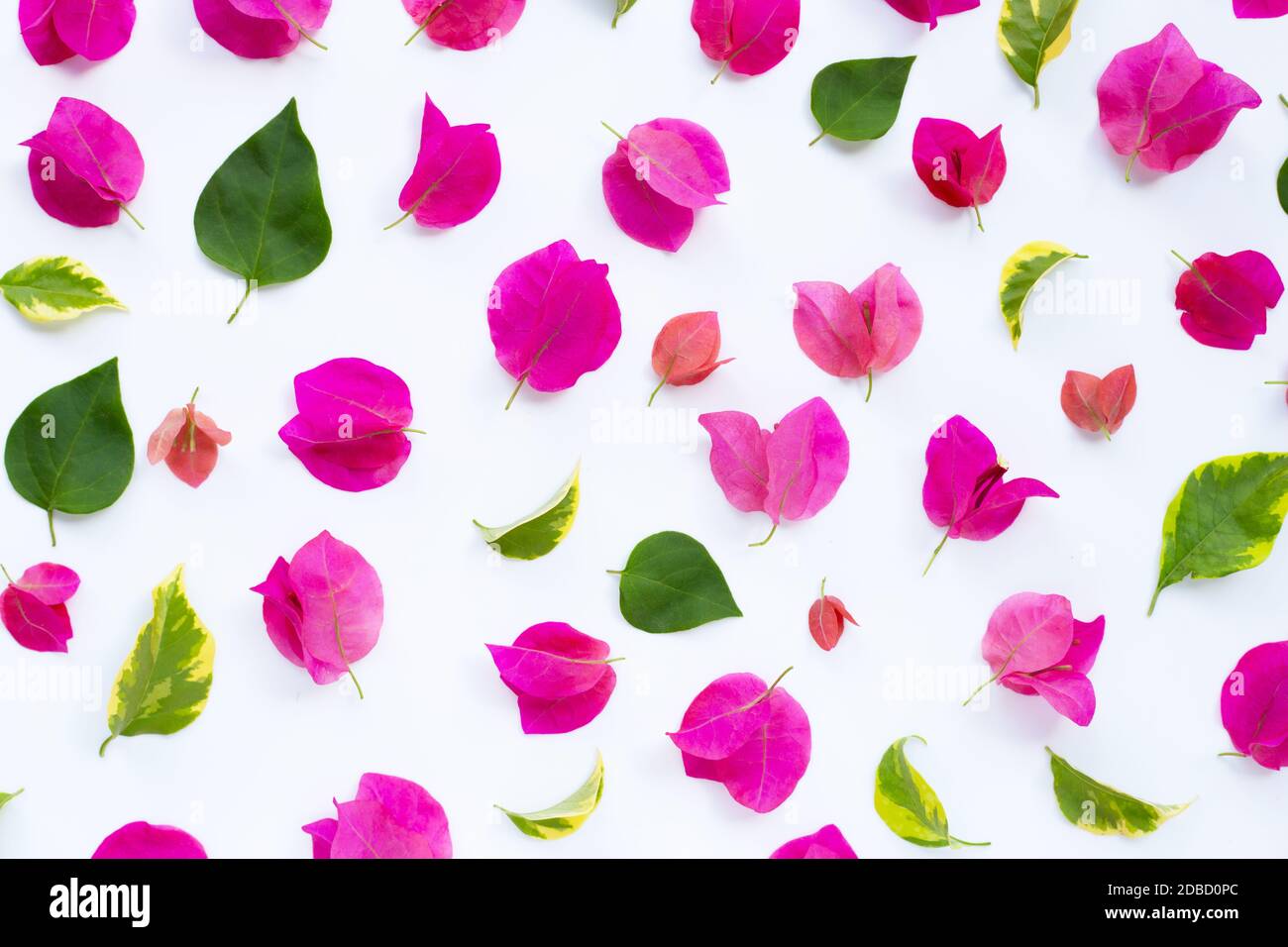 Beautiful red bougainvillea flower with leaves on white background. Stock Photo