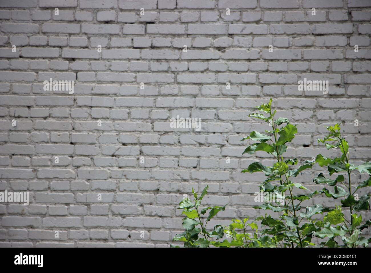Light grey grunge brick wall background texture Stock Photo - Alamy