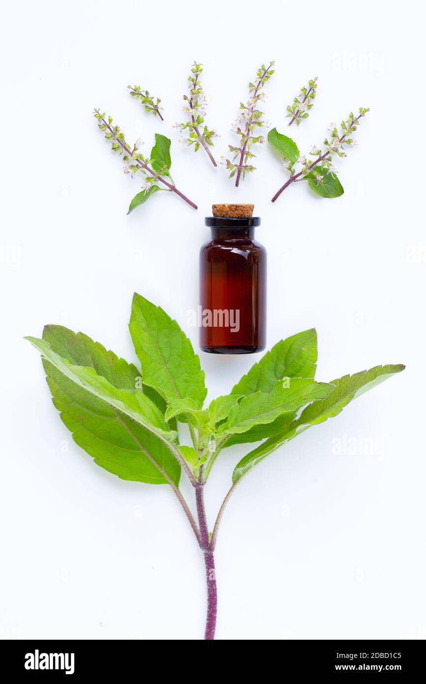 Holy basil essential oil with holy basil leaves and flower on white