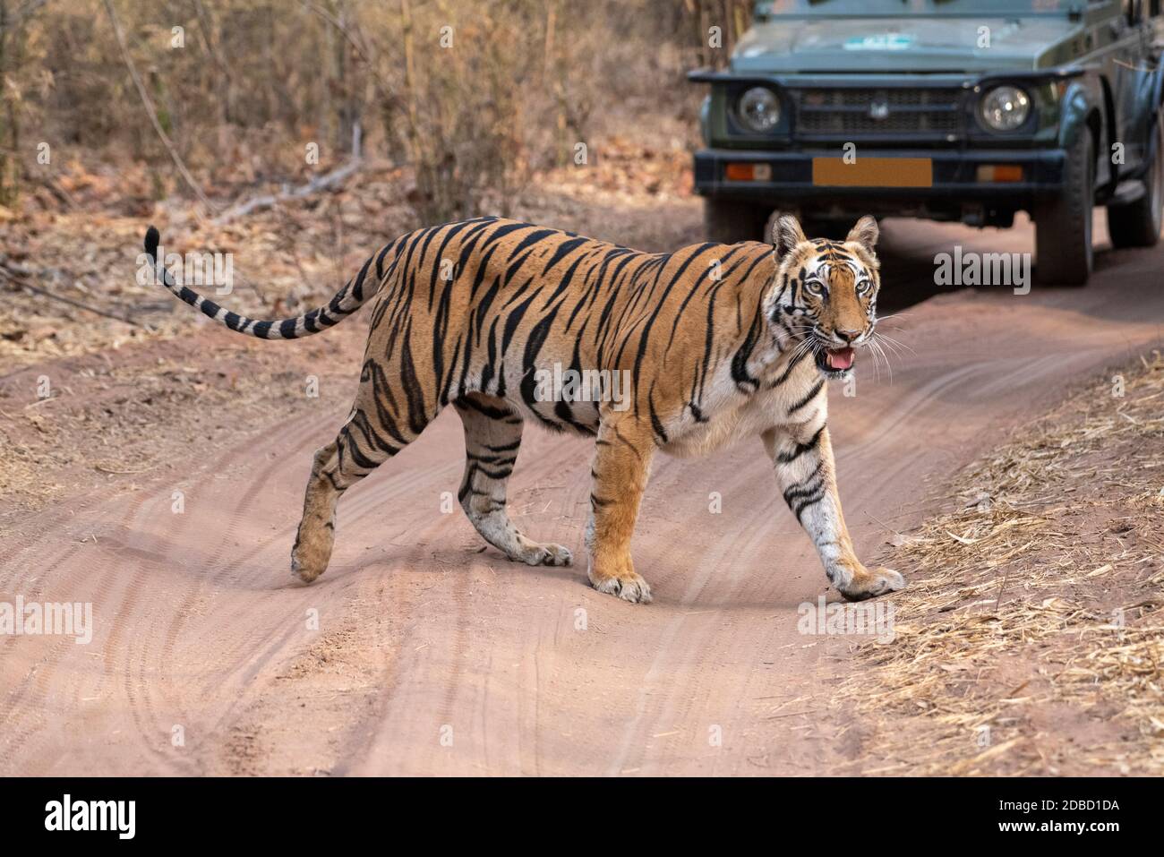 Tiger crossing road with tourist jeep in background, Bandhavgarh, Madhya Pradesh, India Stock Photo
