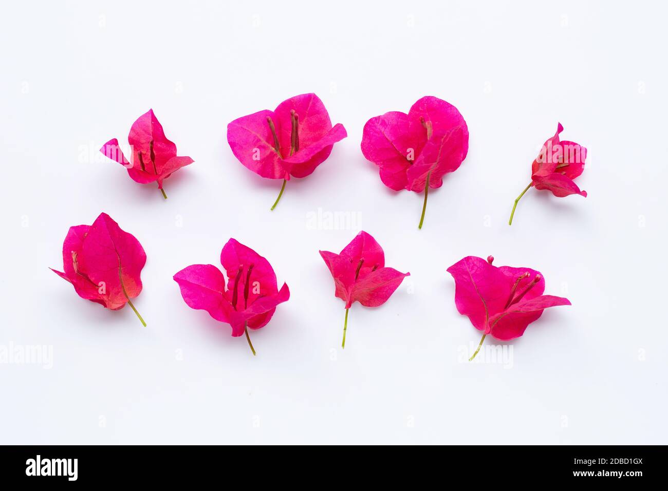 Red bougainvillea flower on white background. Top view Stock Photo