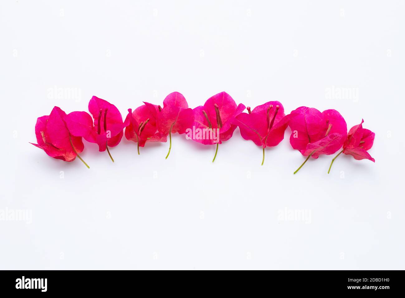 Red bougainvillea flower on white background. Top view Stock Photo