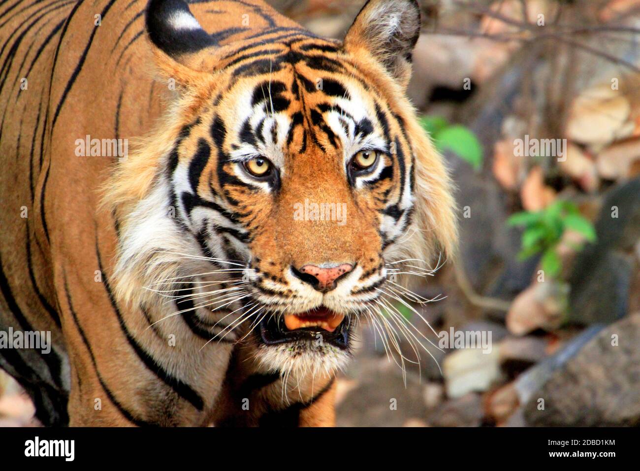 T-24, also known as Ustad man eater  tiger close up, RanthamboreTiger Reserve, Rajasthan, India Stock Photo