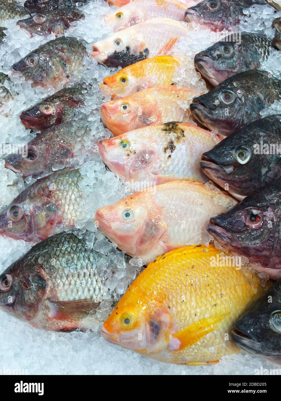 Fresh fish on ice shelf at market Stock Photo - Alamy