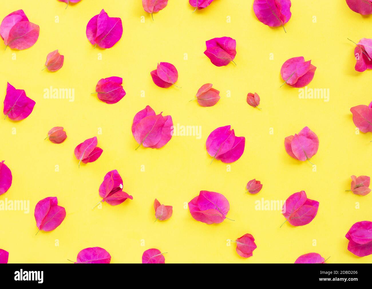 Beautiful red bougainvillea flower on yellow background. Top view Stock Photo